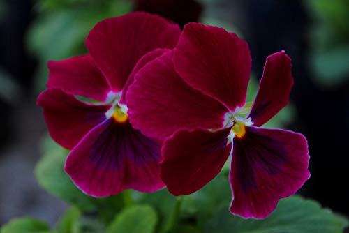 Hornveilchen Rubin - Viola Cornuta 20 Samen von Grow Your Secret Garden