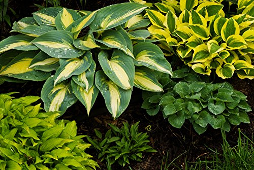 Hosta 10 Samen Mischung, Funkien-Samen von Grow Your Secret Garden