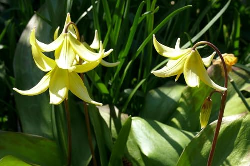 Hundszahn (Erythronium grandiflorum) winterhart, gelb von Grow Your Secret Garden