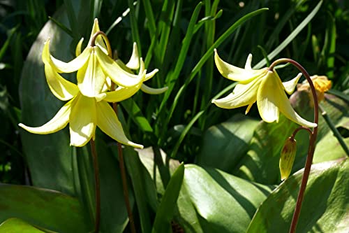 Hundszahn 5 Samen (Erythronium grandiflorum) von Grow Your Secret Garden