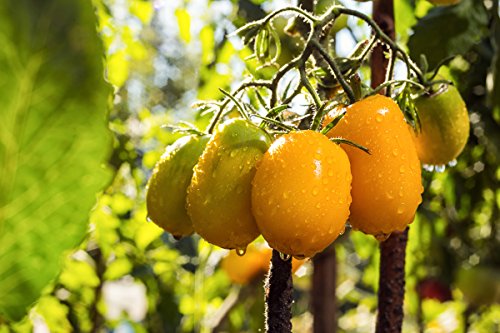 Ildi Tomate 10 Samen orange/gelb tomate Cherry Tomate von Grow Your Secret Garden