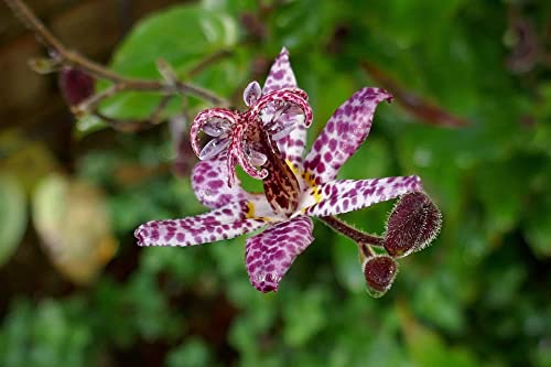 Japanische Krötenlilie (Tricyrtis hirta) Tigerstern- 20 Samen von Grow Your Secret Garden