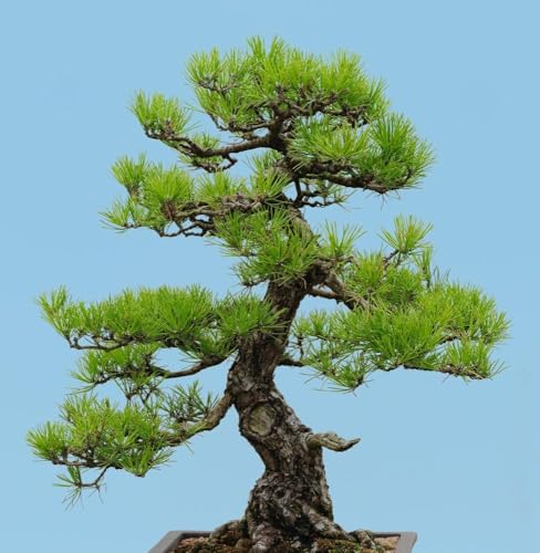 Japanische Schwarzkiefer (Pinus thunbergii) - grun von Grow Your Secret Garden