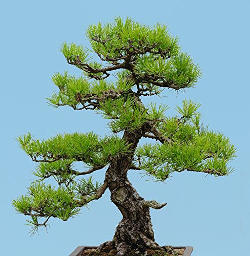 Japanische Schwarzkiefer 10 Samen, Bonsai Samen (Pinus thunbergii) von Grow Your Secret Garden