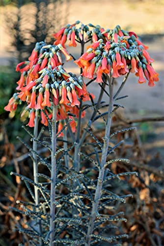 Kalanchoe delagoensis 10 Samen - Sukkulente, Zimmerpflanzen von Grow Your Secret Garden