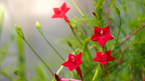 Kardinalswinde, Ipomoea x multifida (Ipomea Cardinal Climber), rot von Grow Your Secret Garden