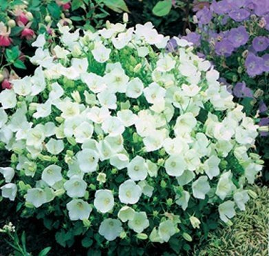 Karpaten-Glockenblume Weiße 100 Samen, Campanula Carpatica White von Grow Your Secret Garden