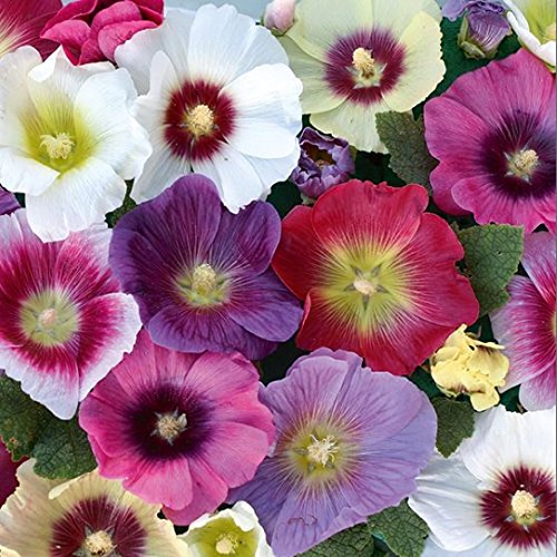 Kings Seeds Bild Paket Stockrose Halo gemischt 40 Samen von Grow Your Secret Garden