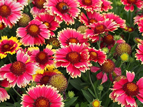 Kokardenblume 'Arizona Red Shades' 10 Samen (Gaillardia Aristata Arizona Red) von Grow Your Secret Garden