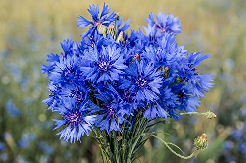 Kornblume blau 100 Samen, Centaurea cyanus von Grow Your Secret Garden