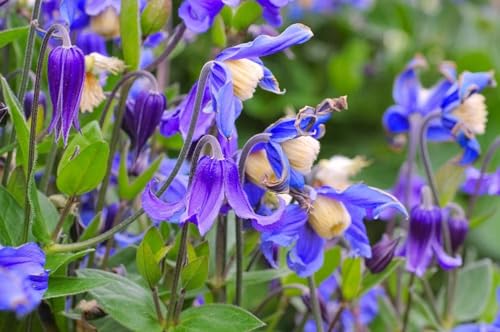 Krautige Waldrebe (Clematis integrifolia BLUE RIBBONS) klettern von Grow Your Secret Garden