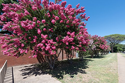 Kreppmyrte 5 Samen (Lagerstroemia indica) Crape Myrtle Pink von Grow Your Secret Garden