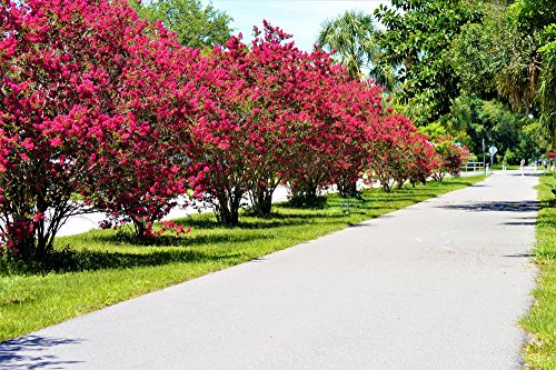 Kreppmyrte 5 Samen (Rot) (Lagerstroemia indica) Crape Myrtle Red von Grow Your Secret Garden