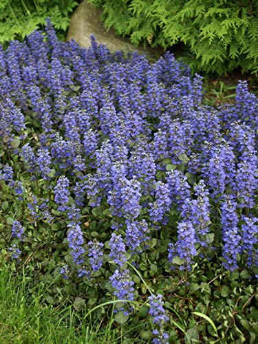 Kriechender Günsel 40 Samen (Ajuga reptans) Bodendecker, Staude von Grow Your Secret Garden