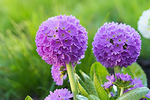 Kugelprimel Blau 50 Samen, Primula denticulata von Grow Your Secret Garden