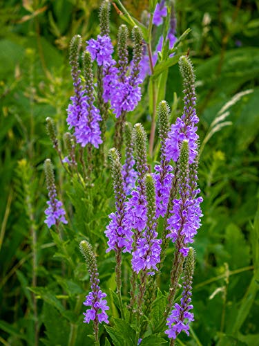 Lanzen-Eisenkraut 50 Samen, Lanzen-Verbene blauviolett (Verbena Hastata Blue) von Grow Your Secret Garden