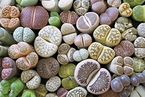 Lebende Steine, Lithops 10 Samen -Mischung von Grow Your Secret Garden
