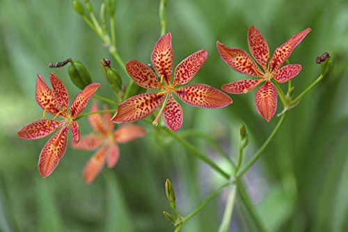 Leopardenlilie 10 Samen, Leopardenblume (Belamcanda chinensis) von Grow Your Secret Garden