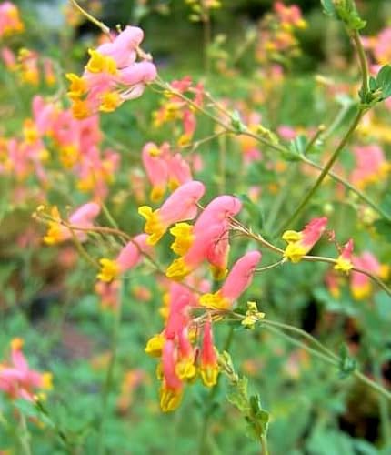 Lerchensporn, Corydalis sempervirens, Schatten und Halbschatten, frosthart Lerchensporn, Corydalis sempervirens, Schatten und Halbschatten, frosthart von Grow Your Secret Garden