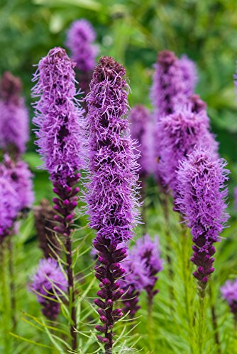 Lila Prachtscharte 30 Samen Liatris spicata 'Floristan Weiß'-schöne, langhaltende Blüten-Bienen lieben es (Liatris Purple) von Grow Your Secret Garden