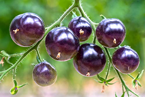 Lila Tomaten 10 Samen -voll von Antioxidantien, Spaß zu wachsen, süß (Tomato Purple) von Grow Your Secret Garden
