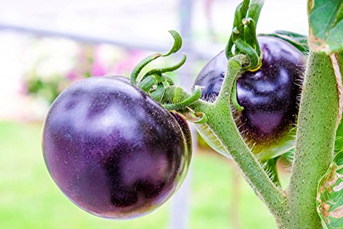 Lila Tomaten 30 Samen -voll von Antioxidantien, Spaß zu wachsen, süß (Tomato Purple) von Grow Your Secret Garden