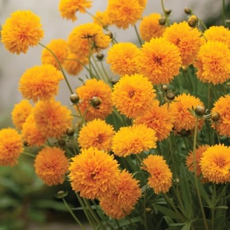 Mädchenauge 'Golden Globe', Coreopsis grandiflora, frosthart Mädchenauge 'Golden Globe', Coreopsis grandiflora, frosthart von Grow Your Secret Garden