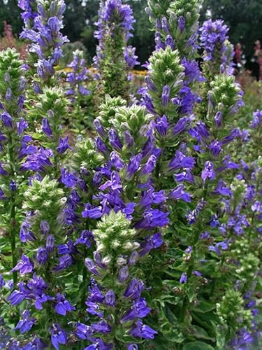Männertreu, Lobelia siphilitica 200 Samen, Lobelia 'Great Blue', Blaue Stauden-Lobelie von Grow Your Secret Garden