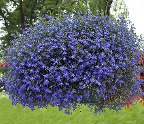Männertreu 1000 Samen, Lobelie Pendula Sapphire Samen, Hängelobelien (Hängende Mischung) von Grow Your Secret Garden