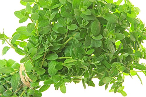 Majoran 200Samen, Origanum majorana Majoran 200Samen, Origanum majorana von Grow Your Secret Garden