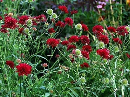 Mazedonische Witwenblume 'Red Cherries', Knautia macedonica 15 Samen von Grow Your Secret Garden