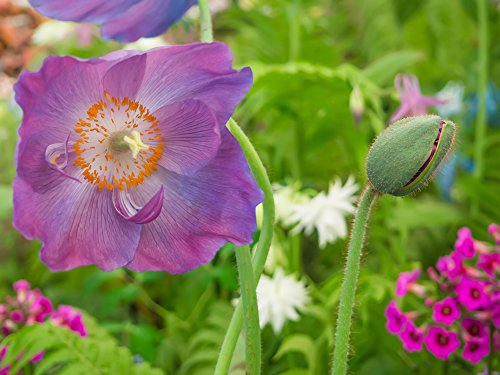 Meconopsis 'Hansol Violet 30 Samen - Mohn Samen von Grow Your Secret Garden