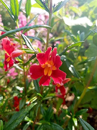 Mimulus cardinalis - Scharlachrote Gauklerblume 50 Samen von Grow Your Secret Garden