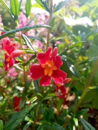Mimulus cardinalis - Scharlachrote Gauklerblume - rot Mimulus cardinalis - Scharlachrote Gauklerblume - rot von Grow Your Secret Garden