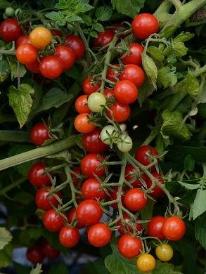 Mini-Tomate 'Sweet Pea Currant' 20 Samen Kleinste und am besten. Kinder lieben sie von Grow Your Secret Garden
