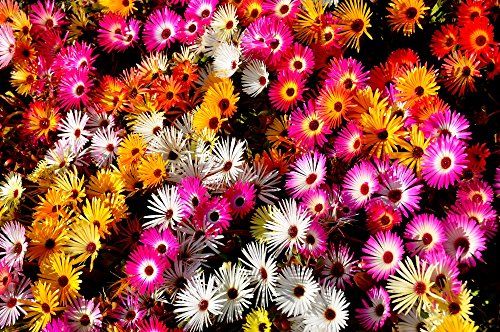 Mittagsblume 300 Samen,Delosperma Mischung, Ice Plant von Grow Your Secret Garden