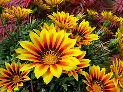 Mittagsgold 10 Samen 'Big Kiss Gelb 'Blüten sind bis zu 50% größer (Gazania Orange) von Grow Your Secret Garden