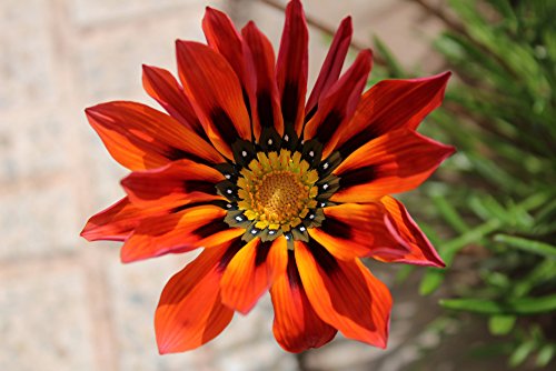 Mittagsgold 10 Samen 'Big Kiss Rot'Blüten sind bis zu 50% größer (Gazania Orange) von Grow Your Secret Garden