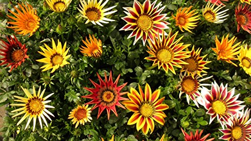 Mittagsgold Mischfarben 70 Samen, Gazania Mix, Gazanie von Grow Your Secret Garden