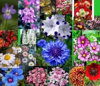 Mix der Saison - 20 pakete- beliebteste Blumen von Grow Your Secret Garden