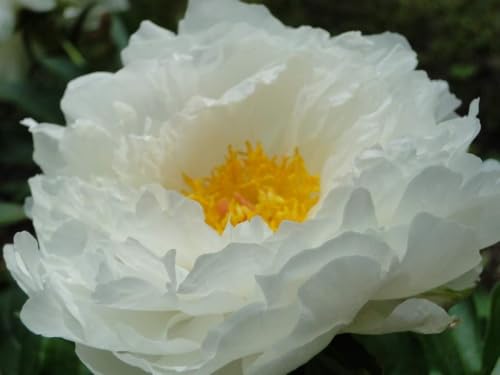 Mohn, Schlafmohn Yellow Paeony' - Papaver - winterhart Mohn, Schlafmohn Yellow Paeony' - Papaver - winterhart von Grow Your Secret Garden