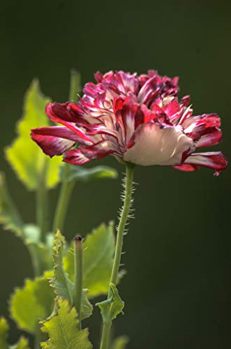 Mohn"Flemish Antique" (Papaver somniferum) 100 Samen von Grow Your Secret Garden