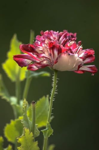 Mohn "Flemish Antique" (Papaver somniferum) Hohe, mischfarben von Grow Your Secret Garden