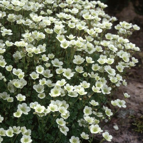 Moos - Steinbrech - Saxifraga x arendsii 200 Samen von Grow Your Secret Garden
