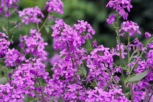 Nachtviole 100 Samen (Hesperis) von Grow Your Secret Garden