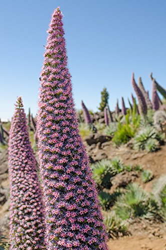 Natternkopf"Juwelenturm" 10 Samen, Echium - Gigant unter den Natternköpfen (Echium Pink) von Grow Your Secret Garden