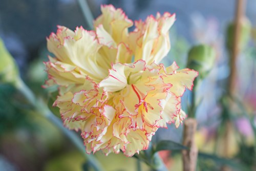 Nelke Gelb Riesen Chabaud 30 Samen-, Carnation, Dianthus Samen,gefüllte,duftend von Grow Your Secret Garden