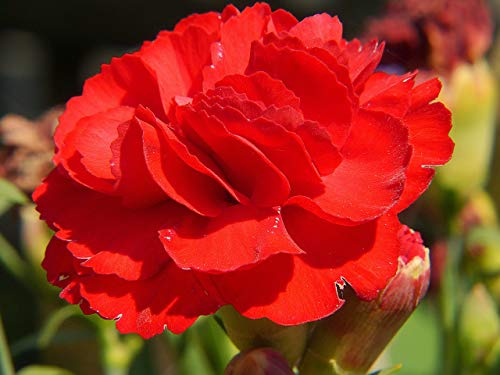 Nelke Rot Riesen Chabaud 30 Samen-, Carnation, Dianthus Samen,gefüllte,duftend von Grow Your Secret Garden