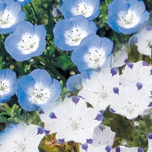 Nemophila Mischung 100 Graines - Hainblume - Blütezeit: Juni – Okt von Grow Your Secret Garden