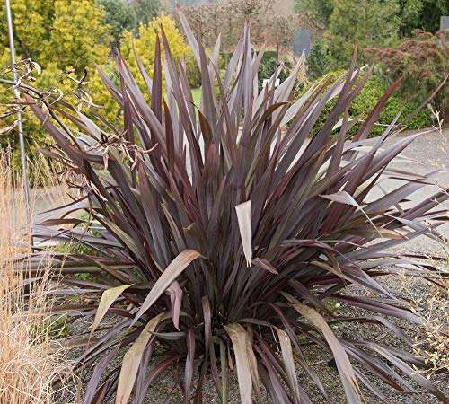 Neuseeland Flachs 20 Samen (Mischfarben) Phormium Samen von Grow Your Secret Garden
